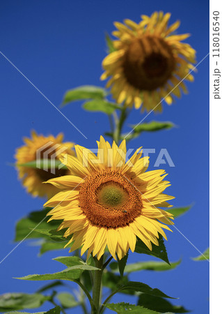 Close-up shot of a beautiful yellow sunflowers. Close-up shot of a beautiful yellow sunflowers. 118016540