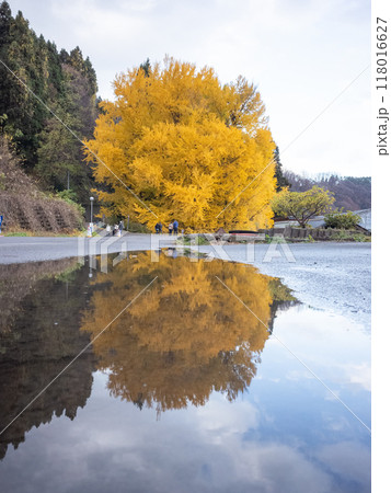 【日本】青森県北金ヶ沢の大銀杏が雨上がりの水溜りに反射している風景 118016627