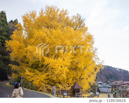 【日本】青森県北金ヶ沢の大銀杏と曇り空 【日本】青森県北金ヶ沢の大銀杏と曇り空 118016628
