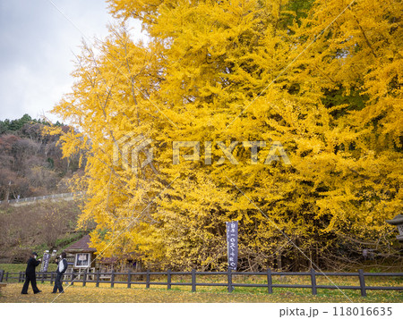 【日本】青森県北金ヶ沢の大銀杏とその前で写真を撮る観光客 118016635