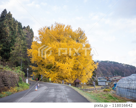 【日本】青森県北金ヶ沢の大銀杏とそこに至る道路 【日本】青森県北金ヶ沢の大銀杏とそこに至る道路 118016642