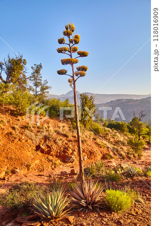 Golden Hour Agave in Desert Landscape, Sedona Arizona 118016909