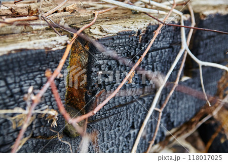 Intimate View of Charred Wood and Branches in Natural Setting Intimate View of Charred Wood and Branches in Natural Setting 118017025