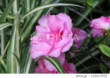 アザレア 118017055