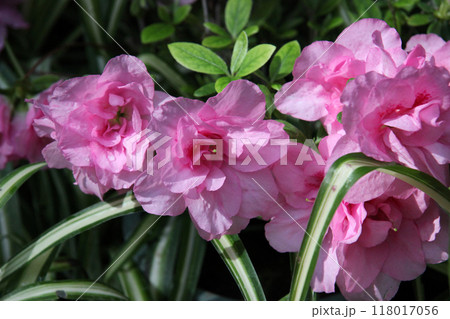 アザレア 118017056