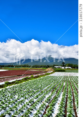 《長野県》夏の野辺山高原　青い空と広大なキャベツ畑 118017179