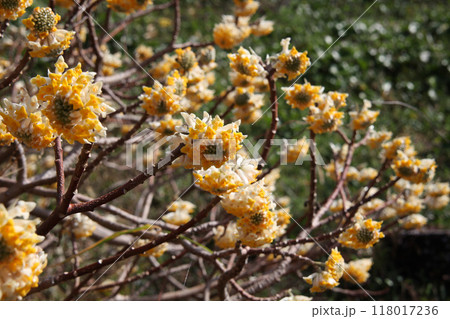 ミツマタの花 118017236