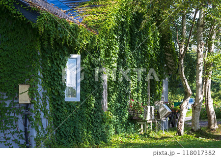 ツタに覆われた家 118017382