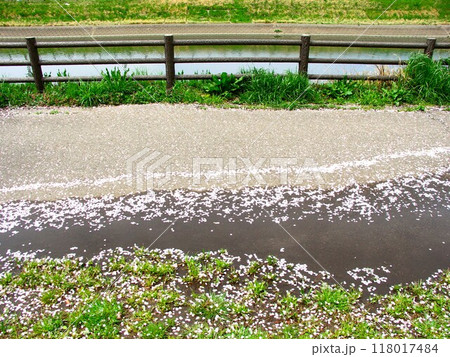 桜の花びら散る雨上がりの水たまりのある放水路土手の遊歩道風景 桜の花びら散る雨上がりの水たまりのある放水路土手の遊歩道風景 118017484