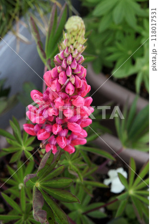 ルピナス 118017531