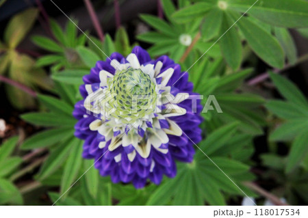 ルピナス 118017534