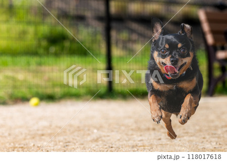 ドッグランを走る犬・コピースペース ドッグランを走る犬・コピースペース 118017618