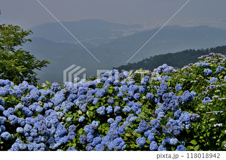 アジサイの大川原高原5(徳島県名東郡佐那河内村) アジサイの大川原高原5(徳島県名東郡佐那河内村) 118018942