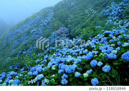 アジサイの大川原高原9（徳島県名東郡佐那河内村） 118018946