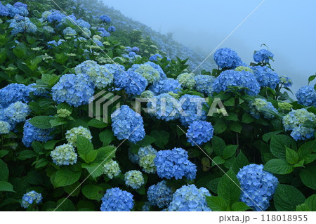 アジサイの大川原高原14(徳島県名東郡佐那河内村) アジサイの大川原高原14(徳島県名東郡佐那河内村) 118018955