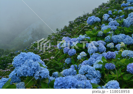 アジサイの大川原高原17（徳島県名東郡佐那河内村） 118018958