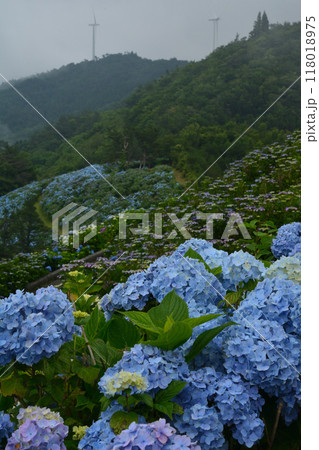 アジサイの大川原高原25(徳島県名東郡佐那河内村) アジサイの大川原高原25(徳島県名東郡佐那河内村) 118018975