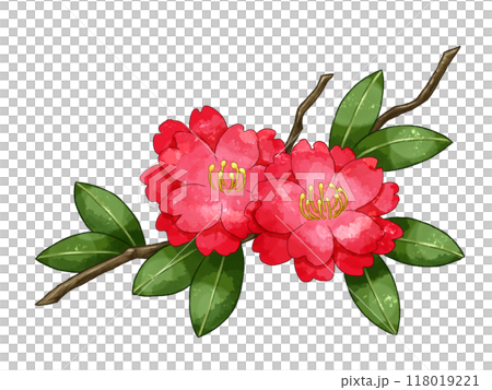 Camellia flowers, winter red flowers watercolor illustration Camellia flowers, winter red flowers watercolor illustration 118019221