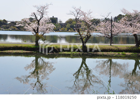 千波公園の桜　2024-4-14　＃2 118019250