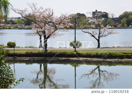 千波公園の桜 2024-4-14 #10 千波公園の桜 2024-4-14 #10 118019258