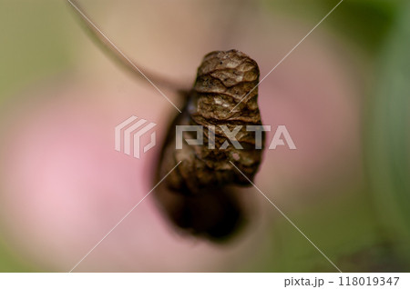 終の紫陽花 118019347