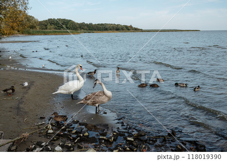 Swans on banks of Curonian Lagoon on Curonian Spit in village Lesnoy. Russia 118019390
