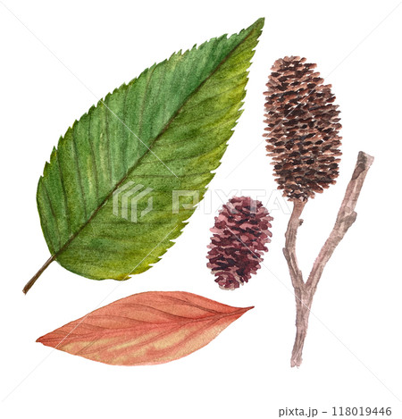 Alder leaf and its cones hand painted watercolor set isolated on white. High quality illustration with a tree plant parts in simple style for autumn woodland designs, cards, posters, textile, packages 118019446
