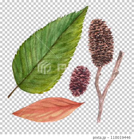 Alder leaf and its cones hand painted watercolor set isolated on white. High quality illustration with a tree plant parts in simple style for autumn woodland designs, cards, posters, textile, packages 118019446