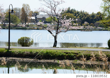 千波公園の桜 2024-4-14 #19 千波公園の桜 2024-4-14 #19 118019532