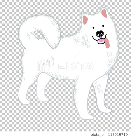 薩摩耶犬全身圖 118019710