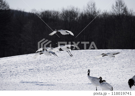 雪原に降り立つタンチョウ 118019741