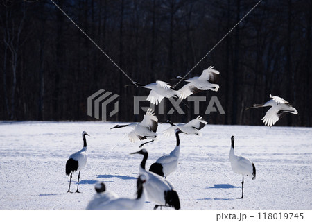 雪原に降り立つタンチョウ 118019745