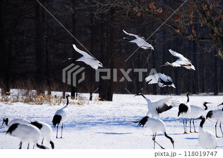 雪原に降り立つタンチョウ 118019747
