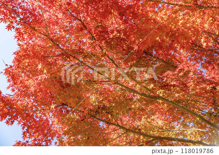 湖南三山 善水寺の紅葉 湖南三山 善水寺の紅葉 118019786