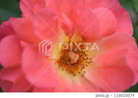 ピンクの薔薇を上からアップで撮影したもの ピンクの薔薇を上からアップで撮影したもの 118020074
