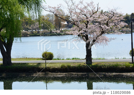 千波公園の桜　2024-4-14　＃27 118020086