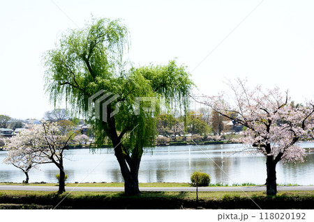 千波公園の桜　2024-4-14　＃34 118020192