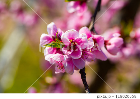 Peach flowers on tree branches 118020359