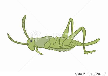 Vector isolated illustration of female jumping grasshopper. Vector isolated illustration of female jumping grasshopper. 118020752