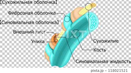 腱　腱鞘　イラスト　ロシア語 118021521