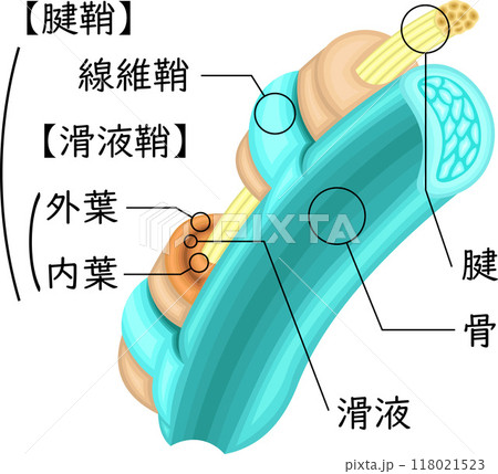 腱　腱鞘　イラスト　日本語 118021523