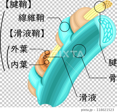 腱　腱鞘　イラスト　日本語 118021523