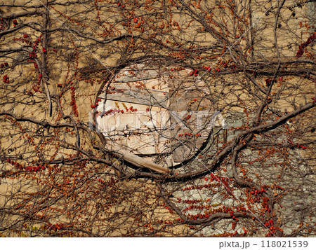 神奈川県・根岸森林公園・旧一等馬見所の外壁 118021539