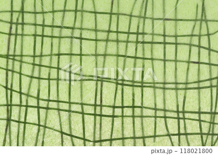 和紙とスギナのコラボ(背景素材) 和紙とスギナのコラボ(背景素材) 118021800