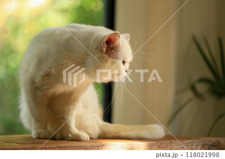 White cat and beautiful sunlight White cat and beautiful sunlight 118021998