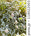 Morning hoarfrost on green leaves of nettle. First frost at fall season. Late autumn in forest. 118022003