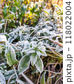 Morning hoarfrost on green leaves of nettle. First frost at fall season. Late autumn in forest. 118022004