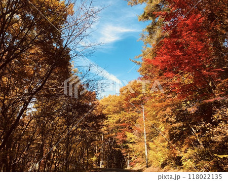 紅葉した木々 118022135
