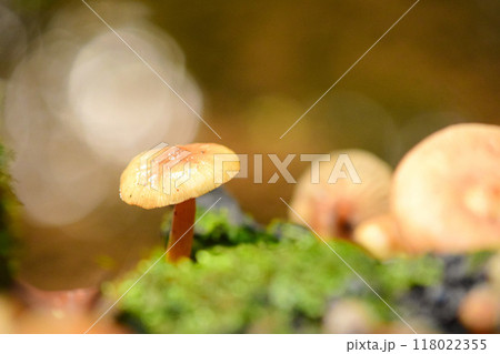 雨後のきのこ 118022355