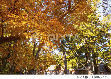 伊勢神宮外宮の紅葉の風景 秋の伊勢神宮の風景 外宮正宮周辺のもみじ 伊勢志摩観光スポット 伊勢神宮外宮の紅葉の風景 秋の伊勢神宮の風景 外宮正宮周辺のもみじ 伊勢志摩観光スポット 118022439